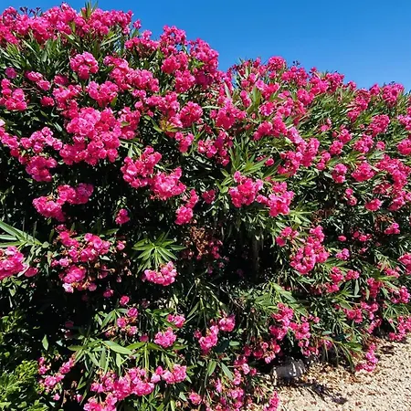 Cristina Villa Binibeca