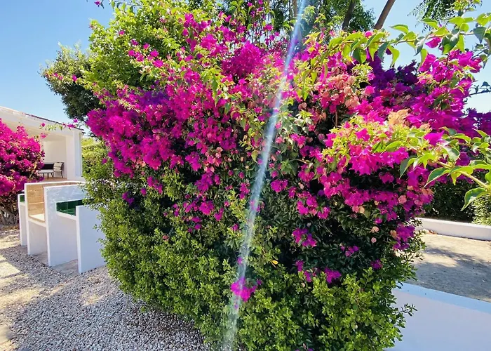 Cristina بينيبيكا