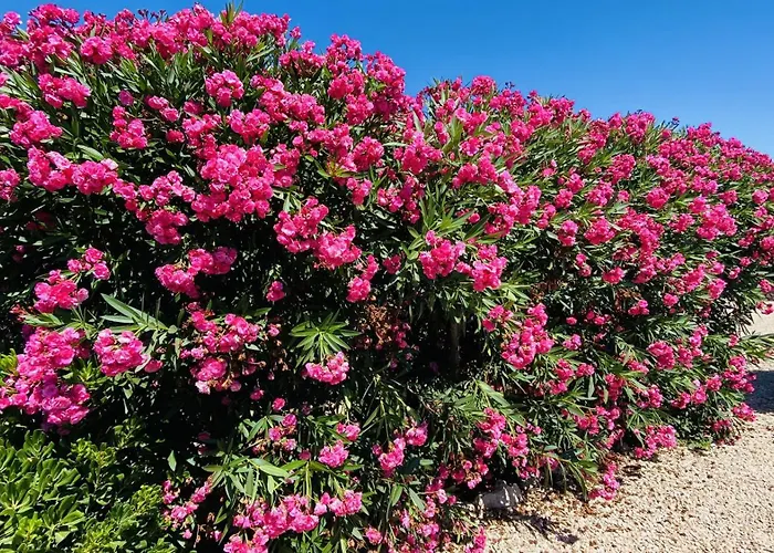 Cristina Villa Binibeca